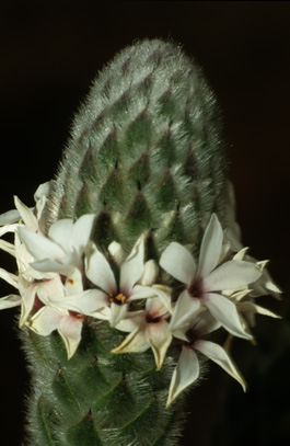 Bruniaceae Diversität der Blütenpflanzen
